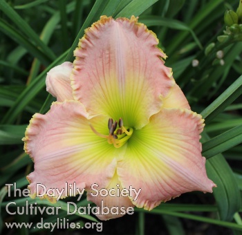 Daylily Simple Style